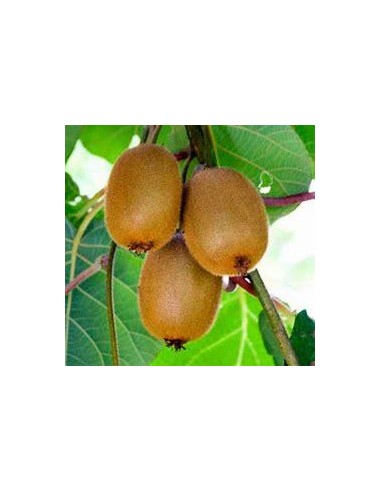 40 SEEDS OF KIWI "GOLDEN" (ACTINIDIA ) GOLDEN KIWI GROWN IN MEXICO