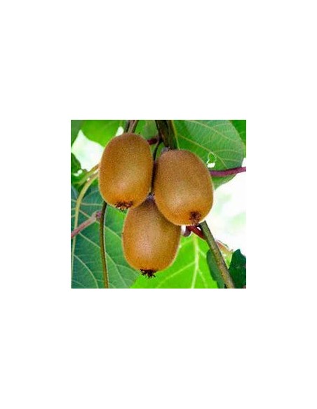 40 SEEDS OF KIWI "GOLDEN" (ACTINIDIA ) GOLDEN KIWI GROWN IN MEXICO