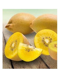 40 SEEDS OF KIWI "GOLDEN"... 2