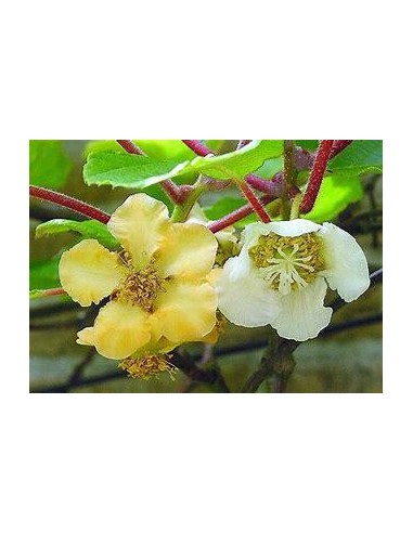 40 SEEDS OF KIWI "GOLDEN" (ACTINIDIA ) GOLDEN...