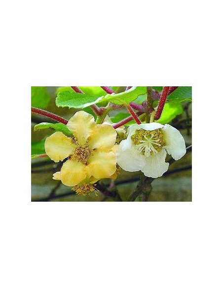 40 SEEDS OF KIWI "GOLDEN" (ACTINIDIA ) GOLDEN KIWI GROWN IN MEXICO