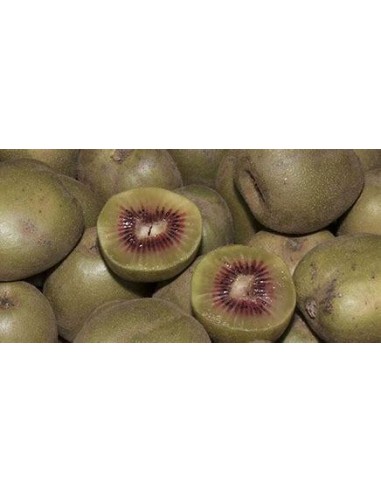 40 "RED" KIWI SEEDS KIWIFRUIT HOW TO PLANT IN...