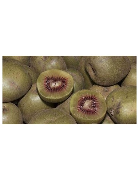 40 "RED" KIWI SEEDS KIWIFRUIT HOW TO PLANT IN MEXICO