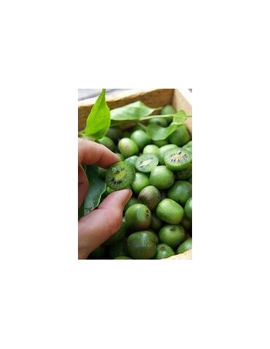 40 SEEDS OF MINI KIWI OR KIWIÑO (ACTINIDIA ARGUTA) NORTHERN KIWIFRUIT FOR THE ORGANIC GARDEN