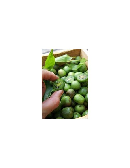 40 SEMILLAS DE MINI KIWI O KIWIÑO (ACTINIDIA ARGUTA) KIWIS DEL NORTE PARA EL JARDÍN ORGANICO