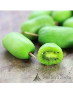 40 SEEDS OF MINI KIWI OR... 2