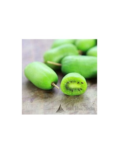 40 SEMILLAS DE MINI KIWI O KIWIÑO (ACTINIDIA...
