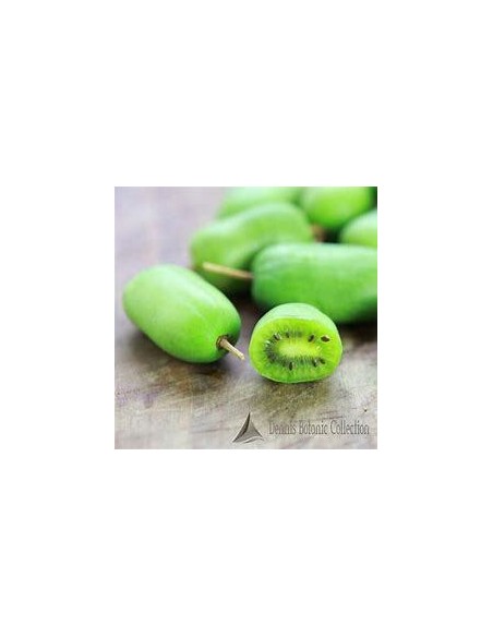 40 SEMILLAS DE MINI KIWI O KIWIÑO (ACTINIDIA ARGUTA) KIWIS DEL NORTE PARA EL JARDÍN ORGANICO