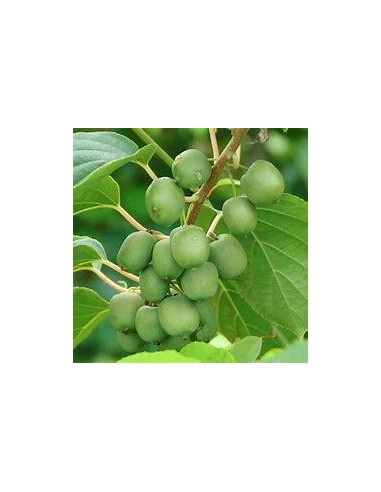 40 SEMILLAS DE MINI KIWI O KIWIÑO (ACTINIDIA...
