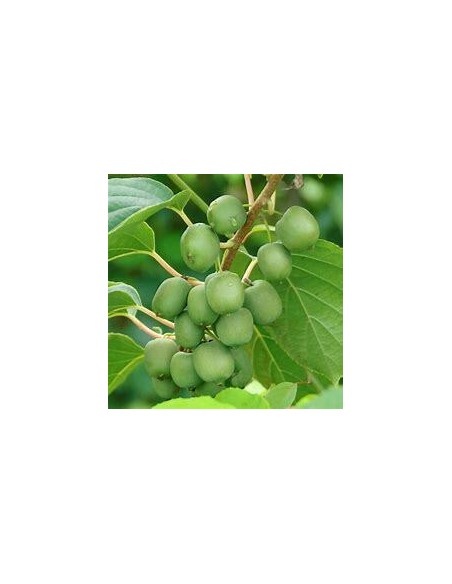 40 SEMILLAS DE MINI KIWI O KIWIÑO (ACTINIDIA ARGUTA) KIWIS DEL NORTE PARA EL JARDÍN ORGANICO