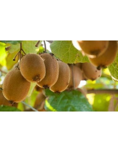500 SEMILLAS DE KIWI VERDE (ACTINIDIA...