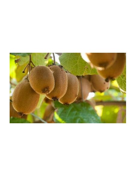 500 SEMILLAS DE KIWI VERDE (ACTINIDIA CHINENSIS) ORGANICAS POR PAQUETERIA