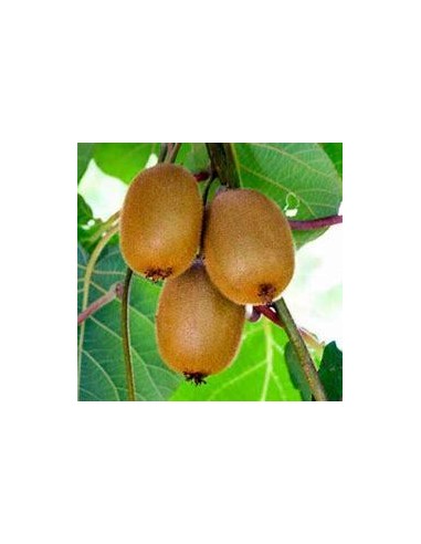500 SEMILLAS DE KIWI VERDE (ACTINIDIA...