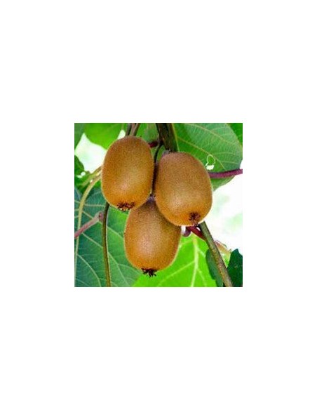 500 SEMILLAS DE KIWI VERDE (ACTINIDIA CHINENSIS) ORGANICAS POR PAQUETERIA