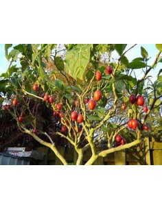 30 SEEDS OF TOMATO TREE...