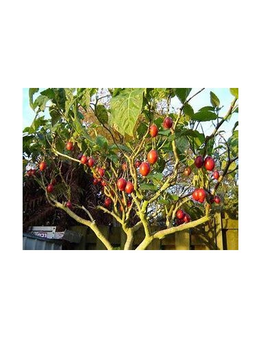 30 SEEDS OF TOMATO TREE (CYPHOMANDRA BETACEA) MEXICAN RED TAMARILLO (TAMARILLO ROJO MEXICANO)