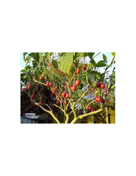 30 SEMILLAS DE ARBOL DE LOS TOMATES (CYPHOMANDRA BETACEA) TAMARILLO ROJO MEXICANO