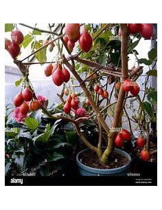 30 SEMILLAS DE ARBOL DE LOS... 2