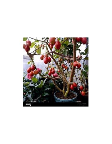 30 SEEDS OF TOMATO TREE (CYPHOMANDRA BETACEA)...