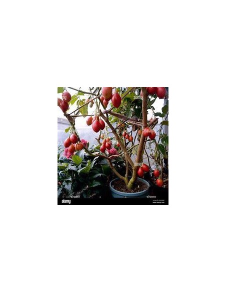 30 SEMILLAS DE ARBOL DE LOS TOMATES (CYPHOMANDRA BETACEA) TAMARILLO ROJO MEXICANO