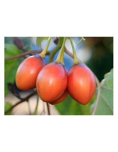 30 SEEDS OF TOMATO TREE (CYPHOMANDRA BETACEA)...