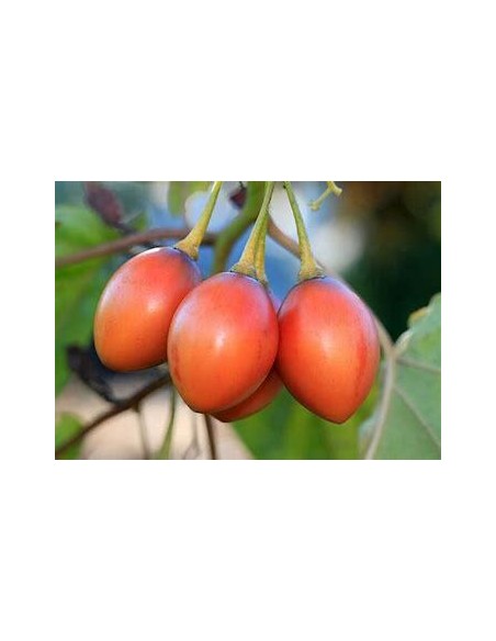30 SEMILLAS DE ARBOL DE LOS TOMATES (CYPHOMANDRA BETACEA) TAMARILLO ROJO MEXICANO