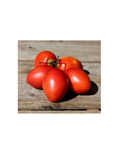 30 SEEDS OF RED TAMARILLO (TOMATO TREE) SHIPPED WORLDWIDE IN THE KING OF PLANTS