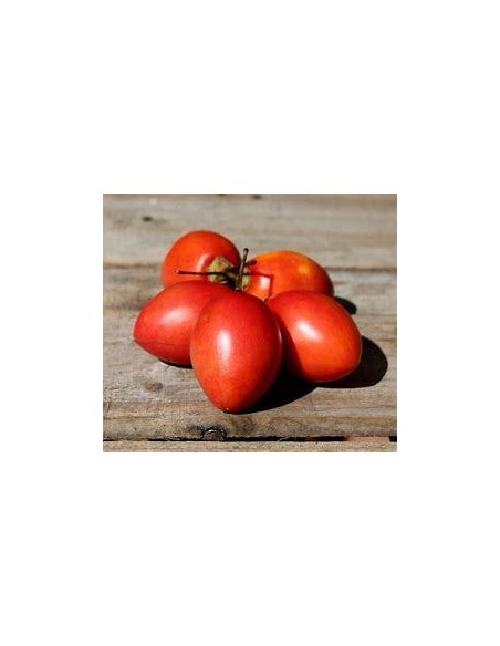 30 SEEDS OF RED TAMARILLO (TOMATO TREE) SHIPPED WORLDWIDE IN THE KING OF PLANTS