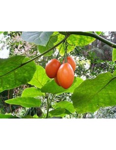 30 SEEDS OF RED TAMARILLO... 2