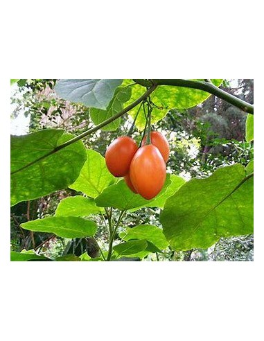30 SEEDS OF RED TAMARILLO (TOMATO TREE) SHIPPED...