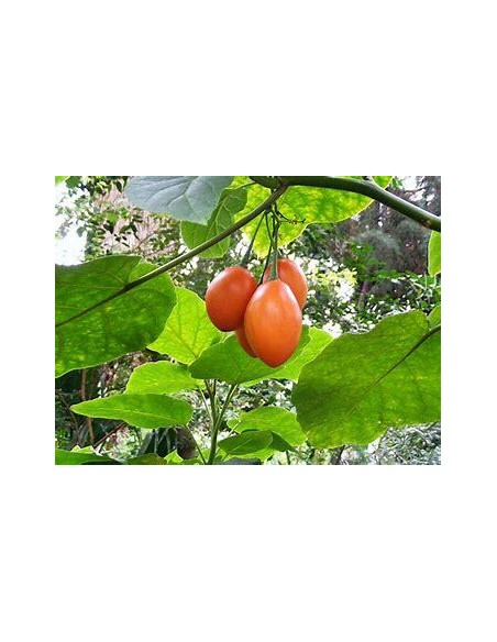 30 SEEDS OF RED TAMARILLO (TOMATO TREE) SHIPPED WORLDWIDE IN THE KING OF PLANTS