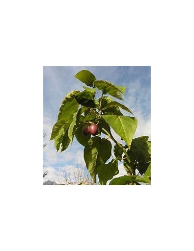 30 SEEDS OF RED TAMARILLO (TOMATO TREE) SHIPPED...