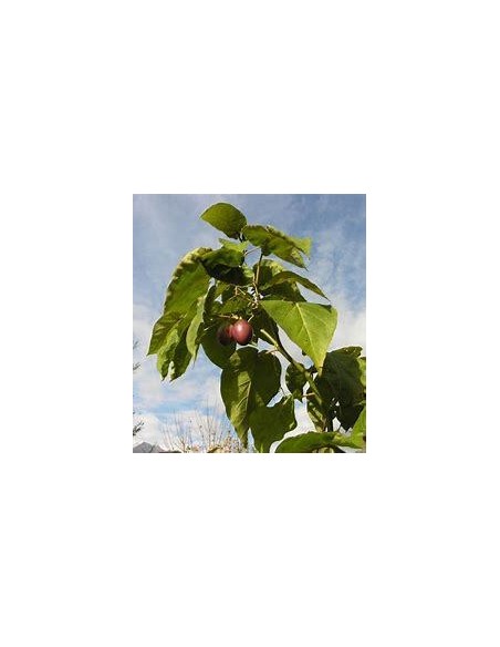 30 SEEDS OF RED TAMARILLO (TOMATO TREE) SHIPPED WORLDWIDE IN THE KING OF PLANTS