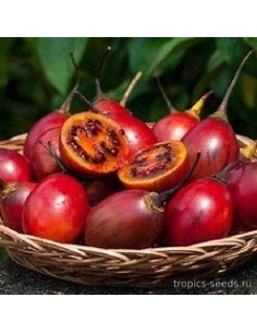 300 SEEDS OF TREE TOMATO OR...