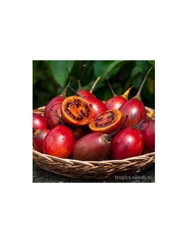 300 SEEDS OF TREE TOMATO OR CREOLE EGGPLANT (CYPHOMANDRA BETACEA) EXOTIC FRUIT OF COLD CLIMATES. EL REY ERP NURSERY