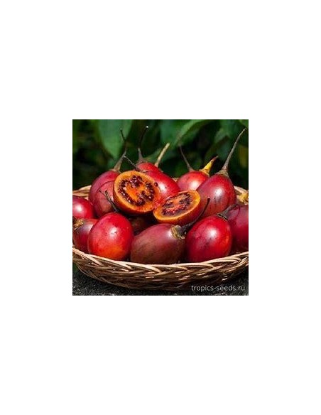 300 SEMILLAS DE TOMATE DE ARBOL O BERENJENA CRIOLLA (CYPHOMANDRA BETACEA) FRUTO EXOTICO DE CLIMAS FRIOS. EL REY ERP VIVERO