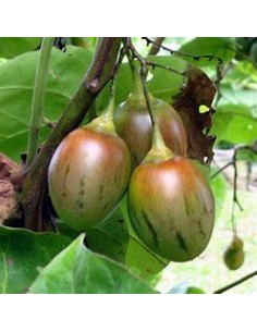 300 SEEDS OF TREE TOMATO OR... 2