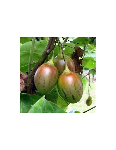 300 SEEDS OF TREE TOMATO OR CREOLE EGGPLANT...
