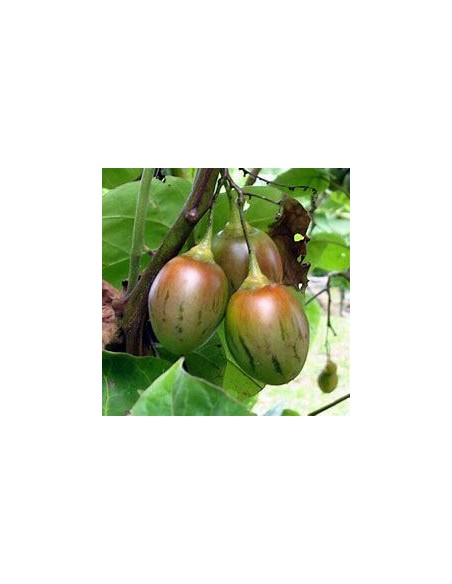 300 SEMILLAS DE TOMATE DE ARBOL O BERENJENA CRIOLLA (CYPHOMANDRA BETACEA) FRUTO EXOTICO DE CLIMAS FRIOS. EL REY ERP VIVERO
