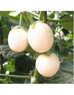 50 Layer Seeds (Solanum...
