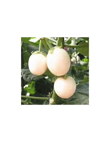 50 Layer Seeds (Solanum ovigerum) - "Egg Laying" Plant (Ornamental Eggplant)