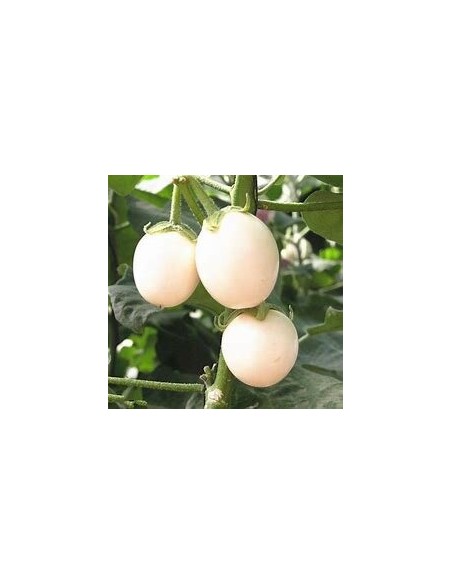 50 Semillas de Ponedora (Solanum ovigerum) - Planta que "Pone Huevos" (Berenjena Ornamental)
