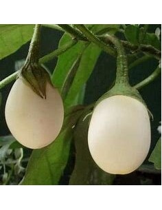 50 Layer Seeds (Solanum... 2