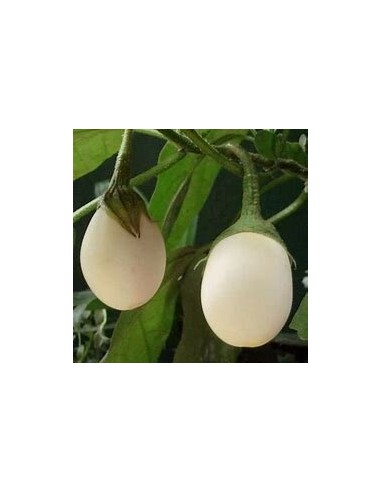 50 Semillas de Ponedora (Solanum ovigerum) -...