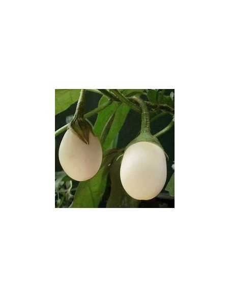 50 Semillas de Ponedora (Solanum ovigerum) - Planta que "Pone Huevos" (Berenjena Ornamental)