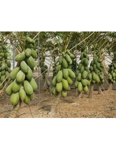 25 PAPAYA SEEDS MAMEY...