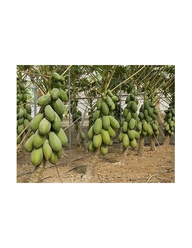 25 PAPAYA SEEDS MAMEY VERACRUZ (CARICA PAPAYA SUBSP. MAMEY)