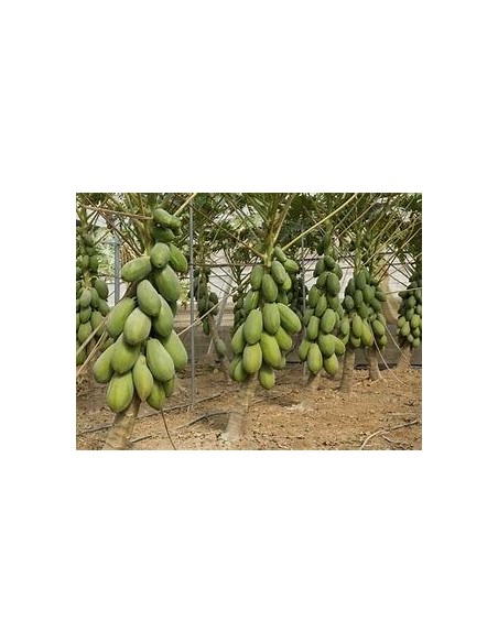 25 SEMILLAS DE PAPAYA MAMEY VERACRUZ (CARICA PAPAYA SUBESP. MAMEY)