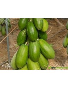 25 SEMILLAS DE PAPAYA MAMEY... 2