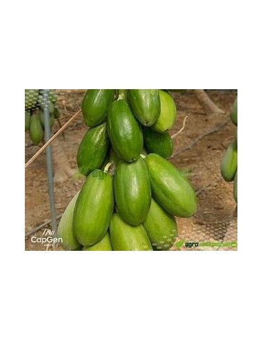 25 SEMILLAS DE PAPAYA MAMEY VERACRUZ (CARICA...